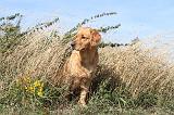 GOLDEN RETRIEVER 179